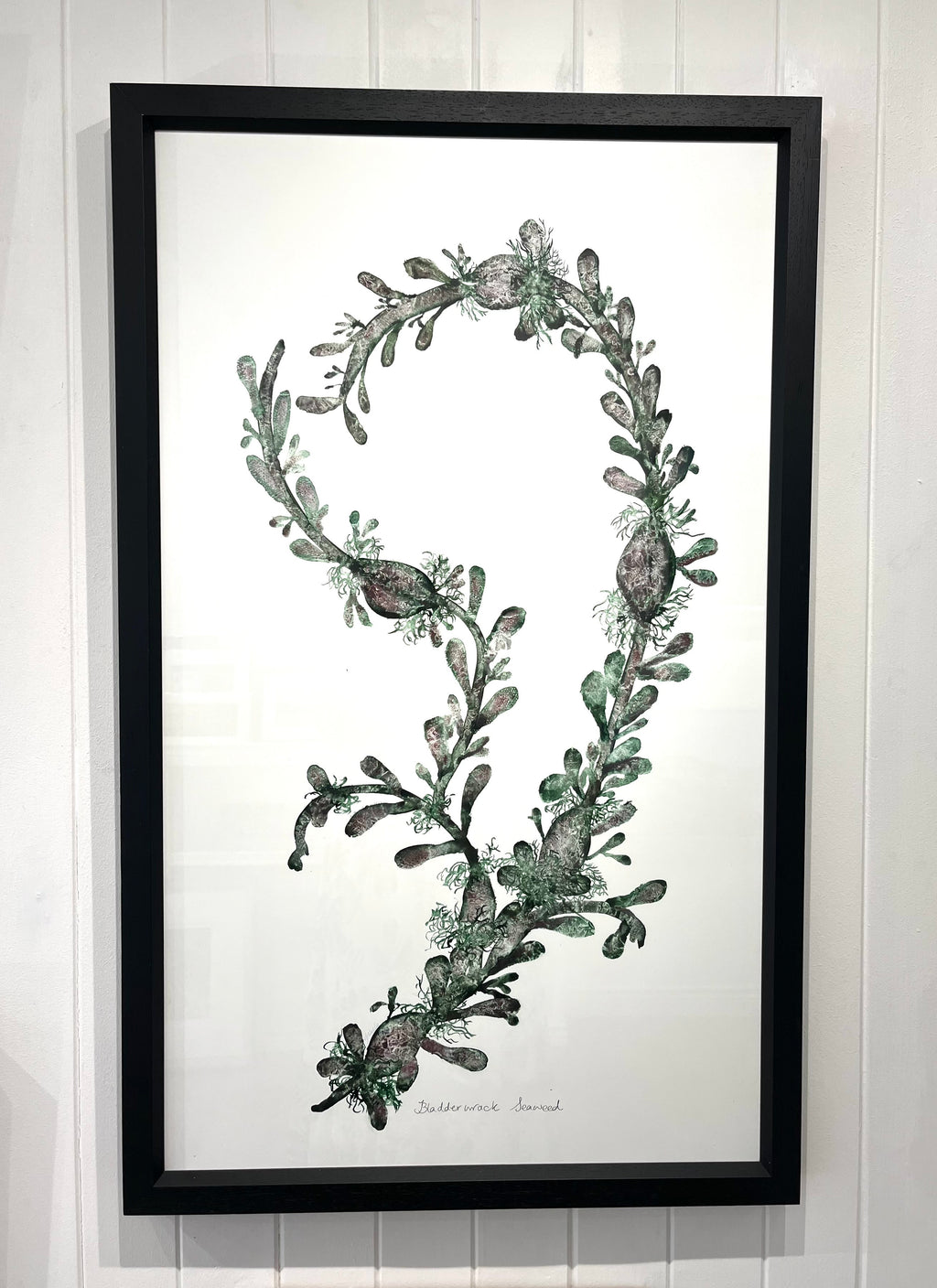 Bladderwrack seaweed