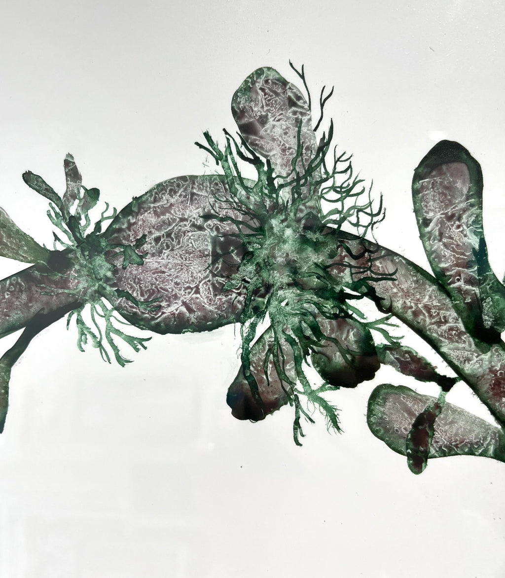 Bladderwrack seaweed