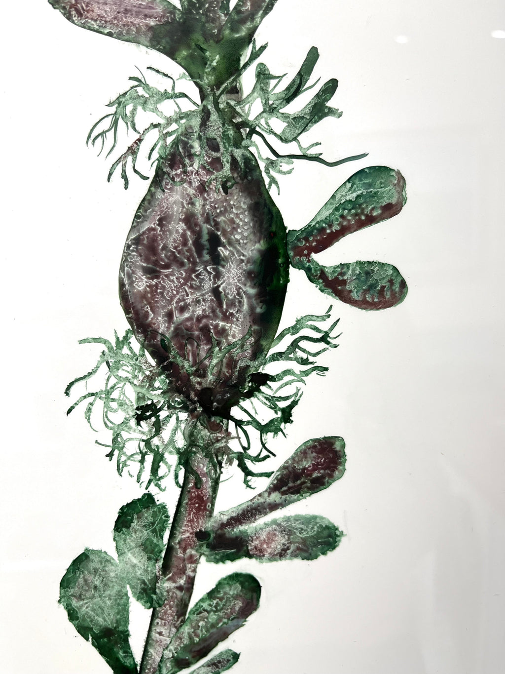 Bladderwrack seaweed