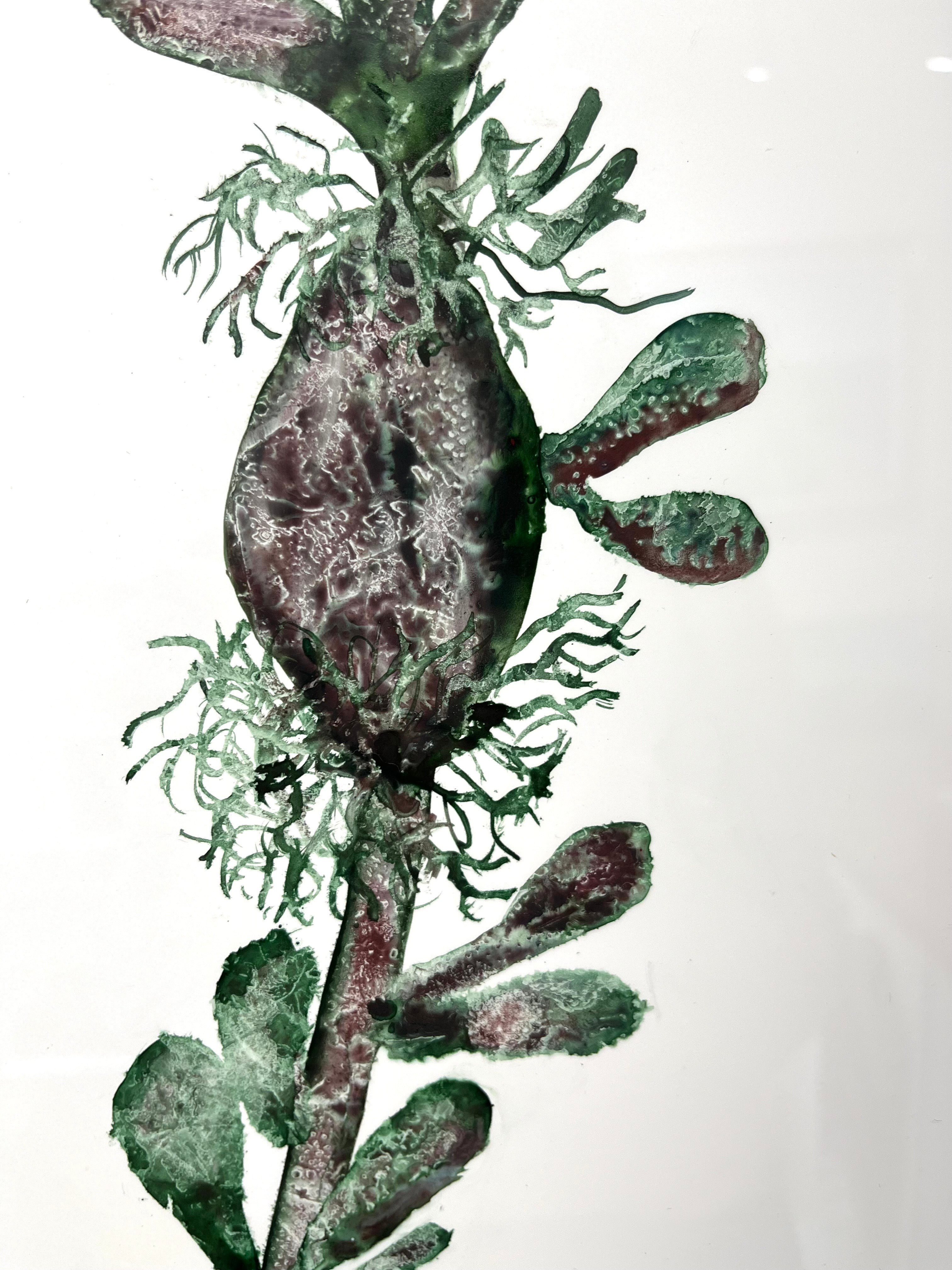 Bladderwrack seaweed