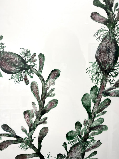 Bladderwrack seaweed