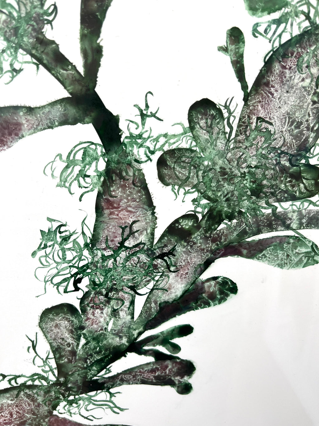 Bladderwrack seaweed