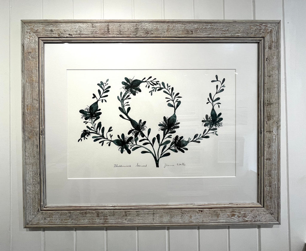 Bladderwrack seaweed