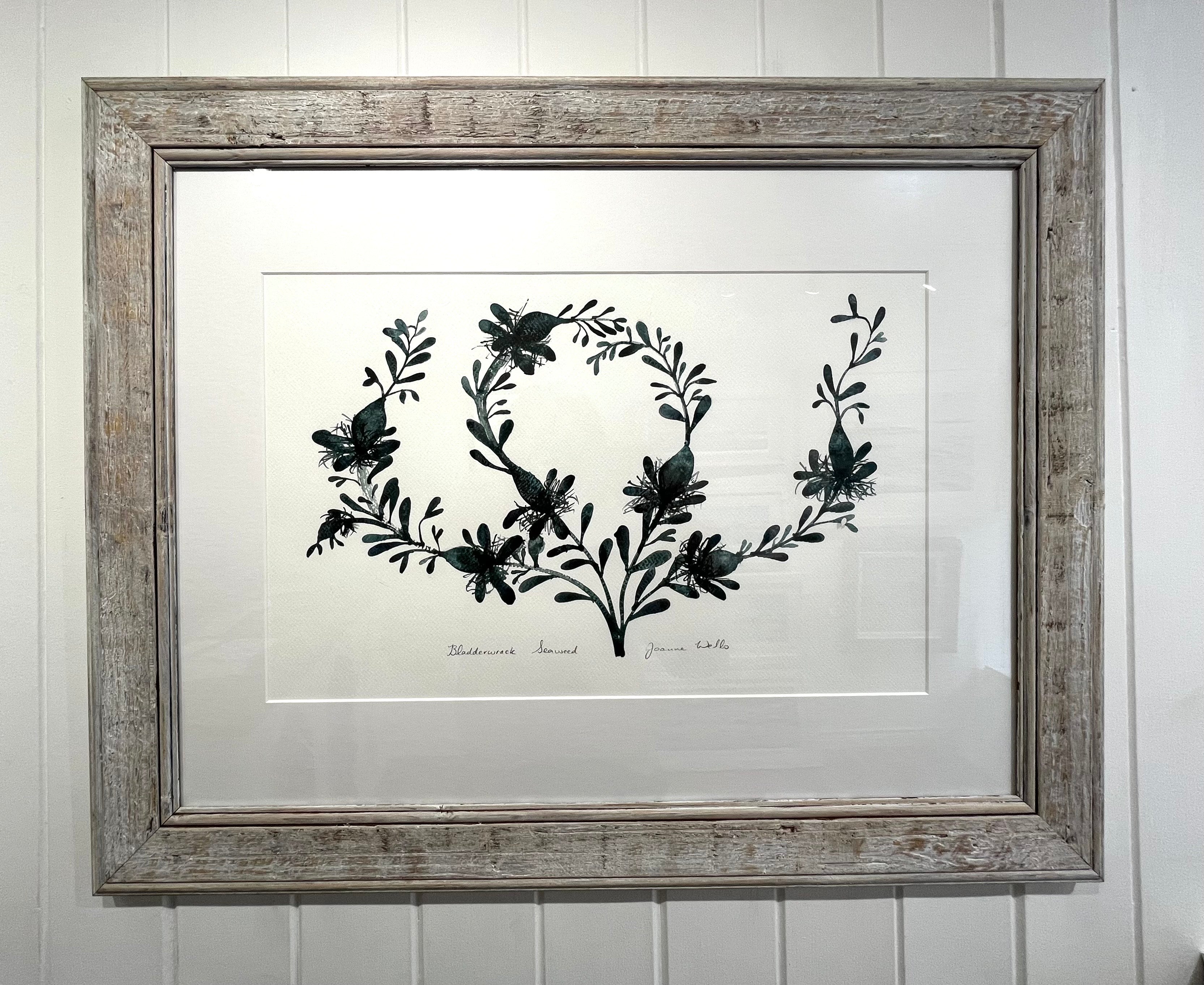 Bladderwrack seaweed