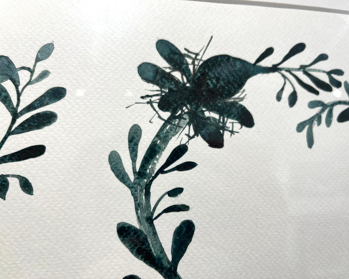 Bladderwrack seaweed
