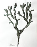 Bladderwrack seaweed