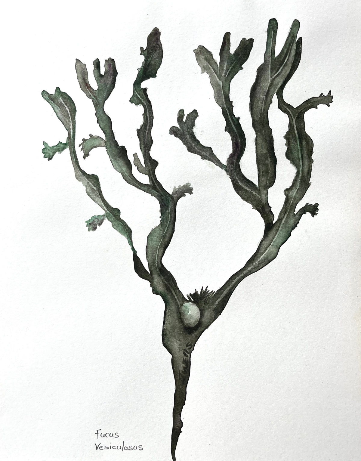 Bladderwrack seaweed