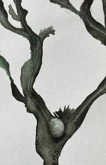 Fucus Vesiculosus