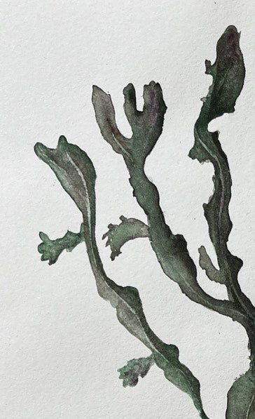 Fucus Vesiculosus